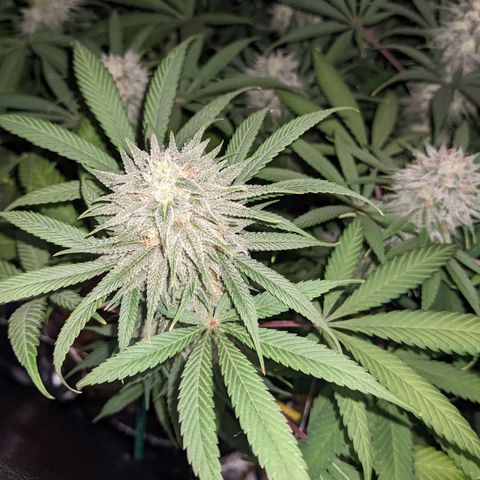 Cousin It growlog timeline photo