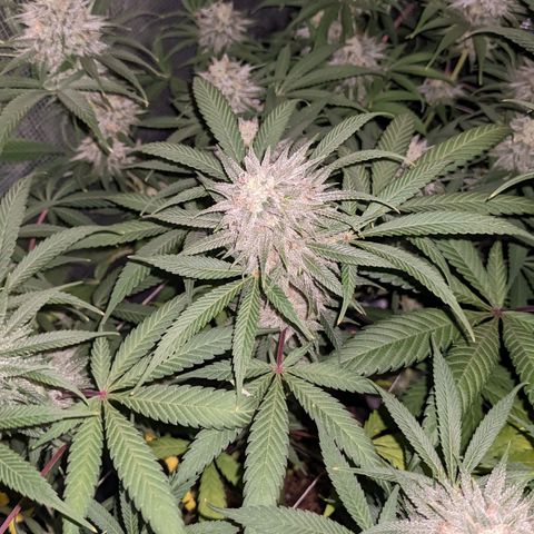 Cousin It growlog timeline photo