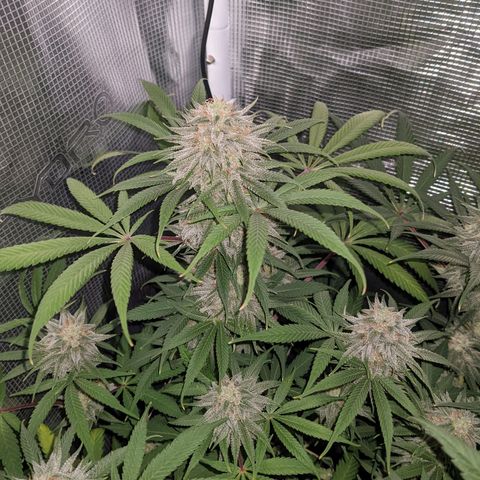 Cousin It growlog timeline photo
