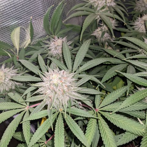 Cousin It growlog timeline photo