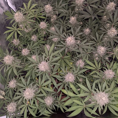 Cousin It growlog timeline photo