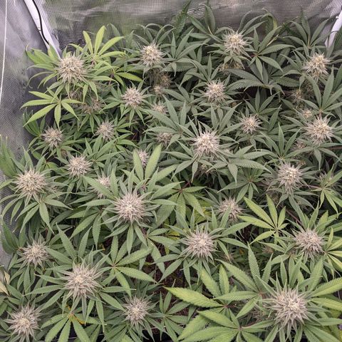 Cousin It growlog timeline photo