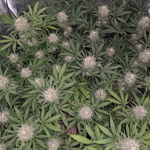 Cousin It growlog timeline photo
