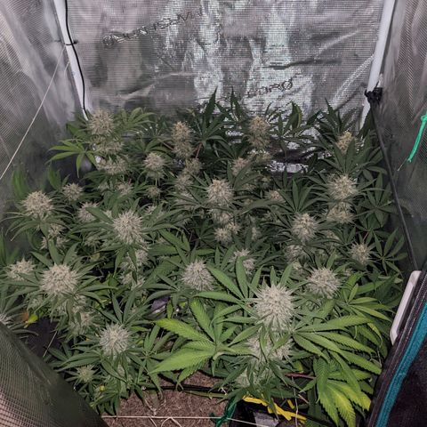Cousin It growlog timeline photo