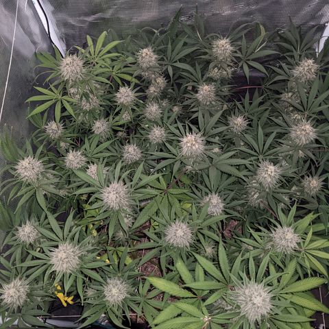 Cousin It growlog timeline photo