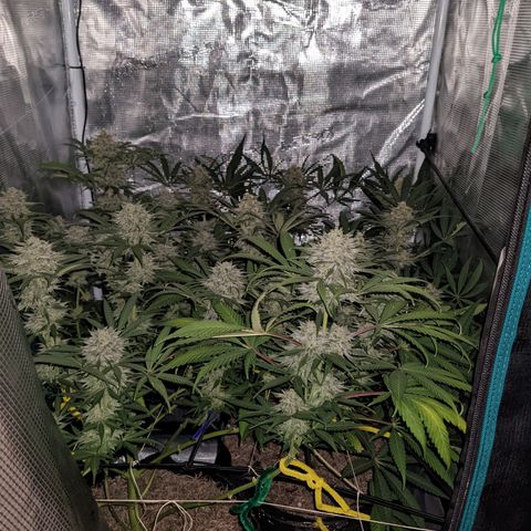 Cousin It growlog timeline photo