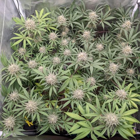 Cousin It growlog timeline photo