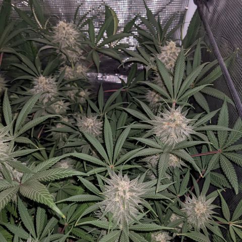 Cousin It growlog timeline photo