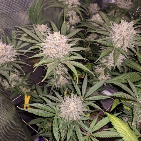 Cousin It growlog timeline photo
