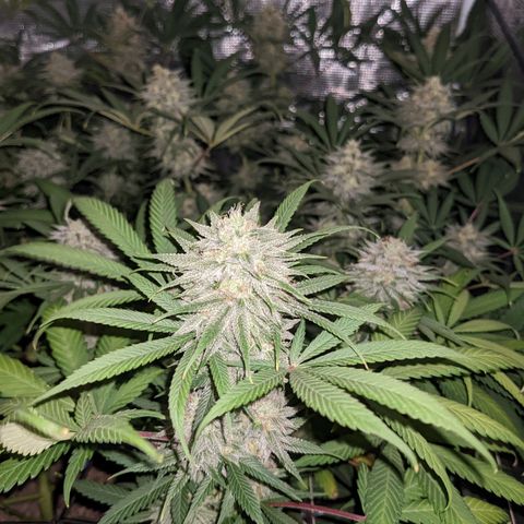 Cousin It growlog timeline photo
