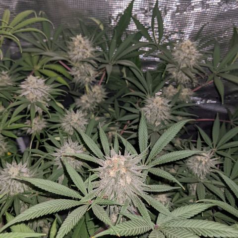 Cousin It growlog timeline photo