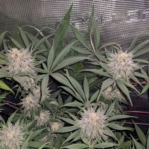 Cousin It growlog timeline photo