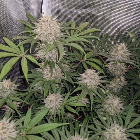 Cousin It growlog timeline photo
