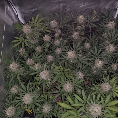 Cousin It growlog timeline photo