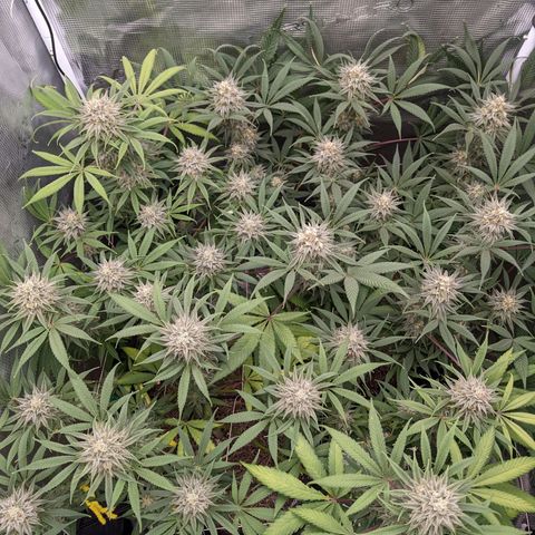 Cousin It growlog timeline photo