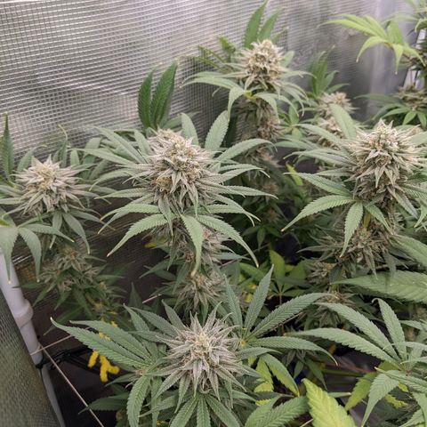 Cousin It growlog timeline photo