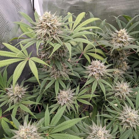 Cousin It growlog timeline photo