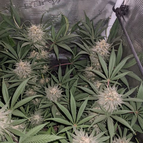 Cousin It growlog timeline photo