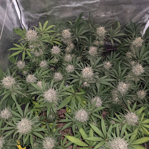 Cousin It growlog timeline photo