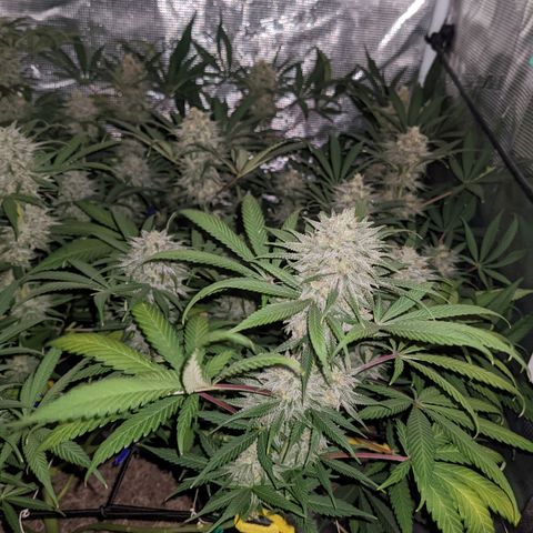 Cousin It growlog timeline photo