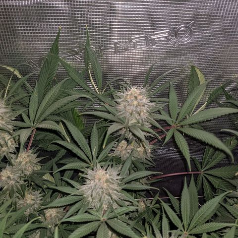 Cousin It growlog timeline photo