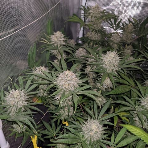 Cousin It growlog timeline photo