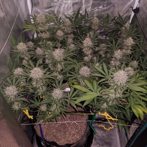 Cousin It growlog timeline photo