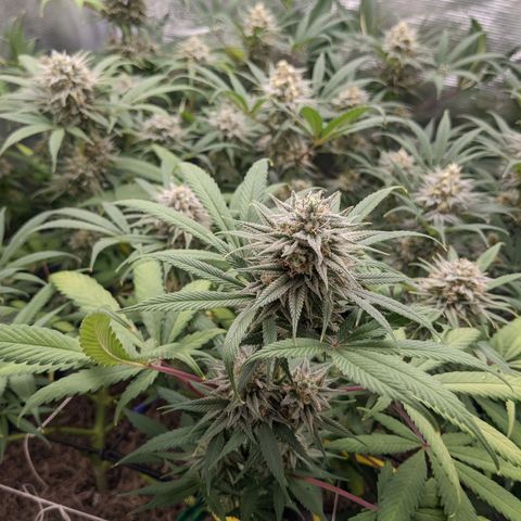 Cousin It growlog timeline photo