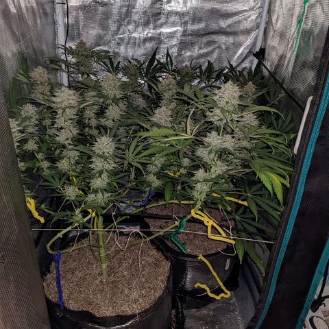 Cousin It growlog timeline photo