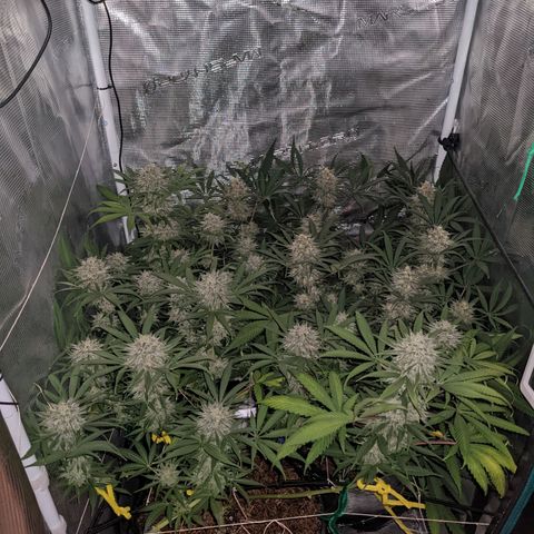 Cousin It growlog timeline photo