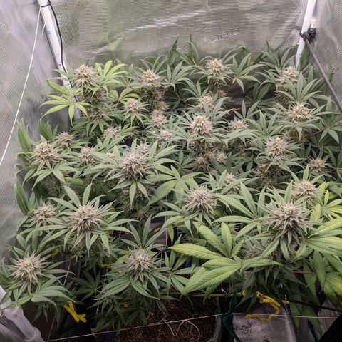 Cousin It growlog timeline photo