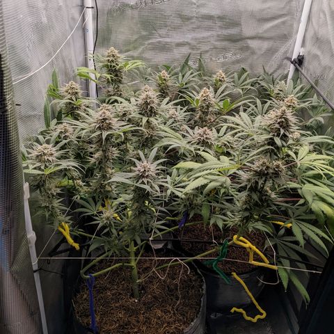 Cousin It growlog timeline photo