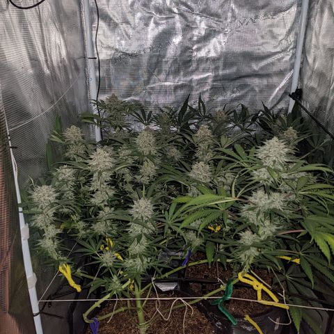 Cousin It growlog timeline photo