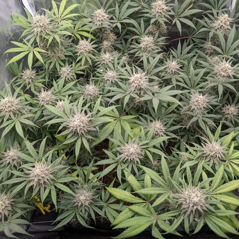 Cousin It growlog timeline photo