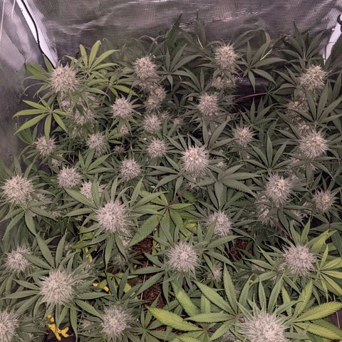 Cousin It growlog timeline photo