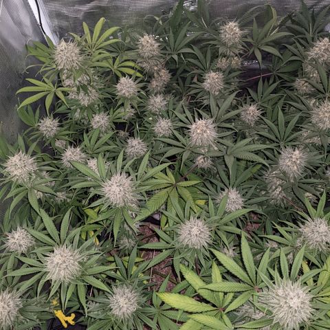 Cousin It growlog timeline photo