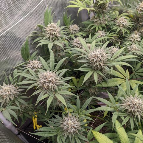 Cousin It growlog timeline photo