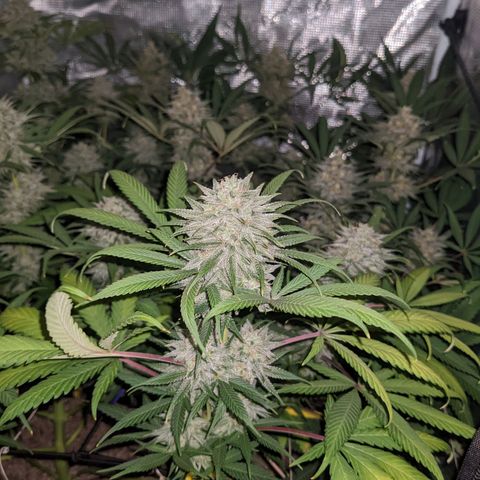 Cousin It growlog timeline photo