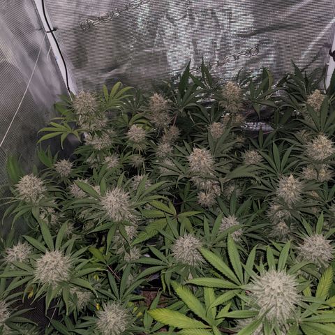 Cousin It growlog timeline photo