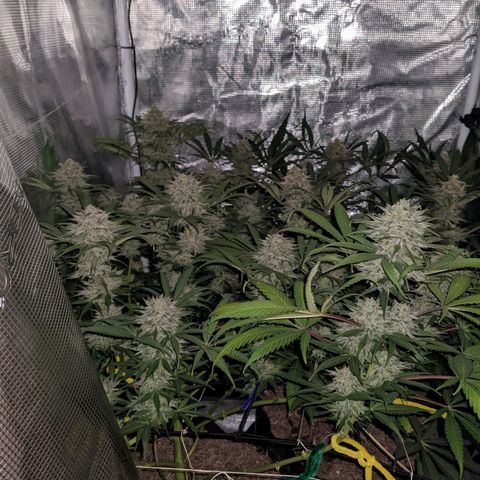 Cousin It growlog timeline photo