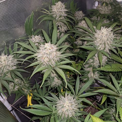 Cousin It growlog timeline photo