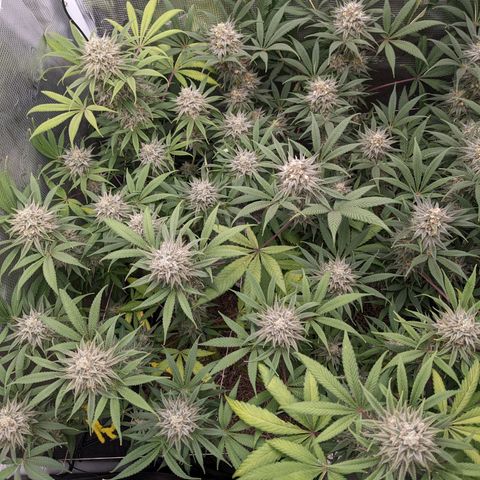 Cousin It growlog timeline photo