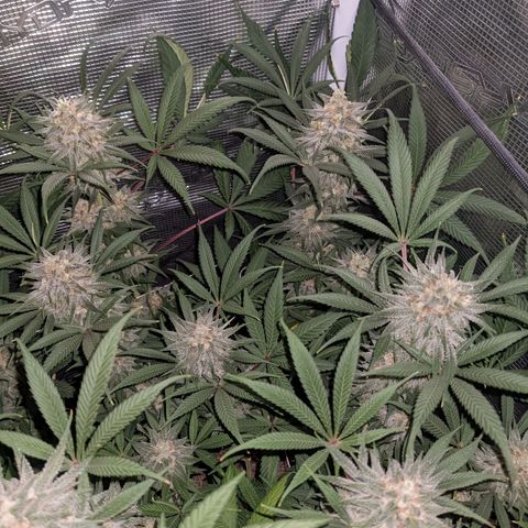 Cousin It growlog timeline photo