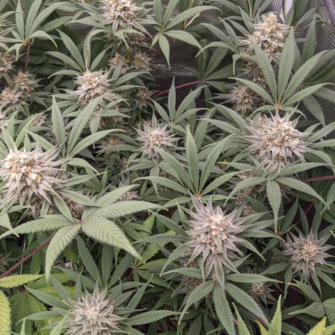 Cousin It growlog timeline photo