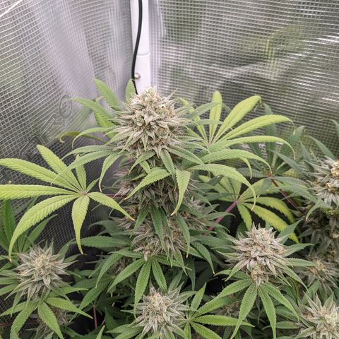 Cousin It growlog timeline photo