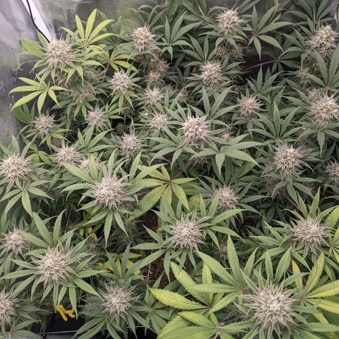 Cousin It growlog timeline photo