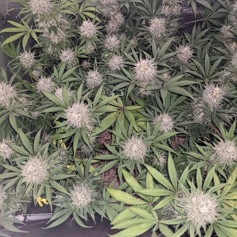 Cousin It growlog timeline photo