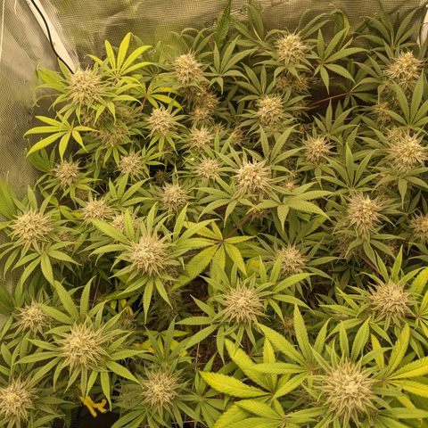 Cousin It growlog timeline photo