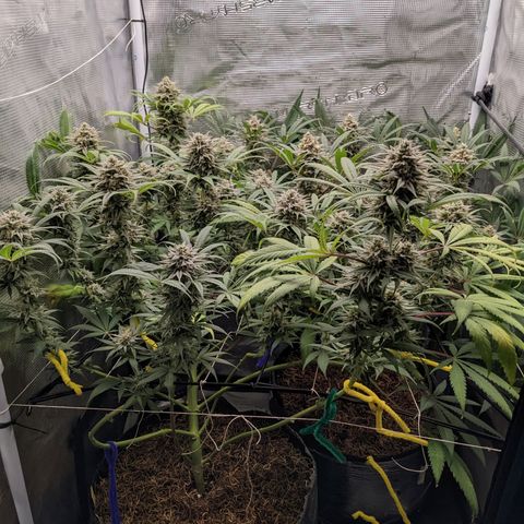 Cousin It growlog timeline photo