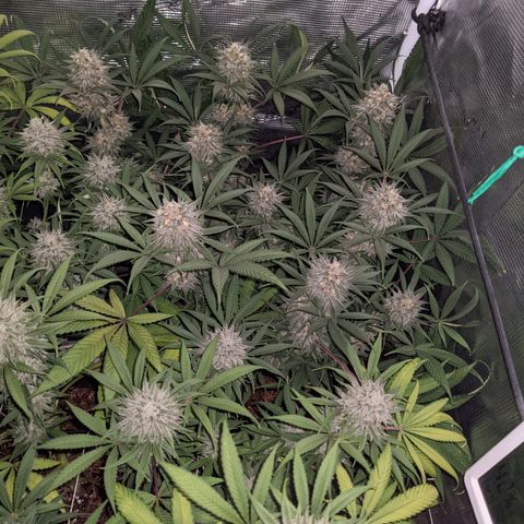Cousin It growlog timeline photo